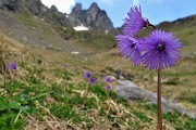 63 Soldanelle alpine al Laghetto di Ponteranica (superiore) con vista in Valletto